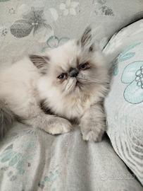 persiano femmina