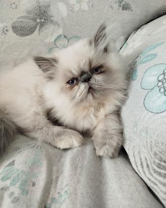 persiano femmina