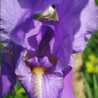 Bulbi di pianta Iris viola
