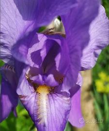Bulbi di pianta Iris viola