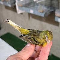 Vento canarini spagnoli