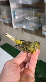 Vento canarini spagnoli