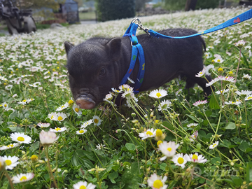 Maialini vietnamiti nani