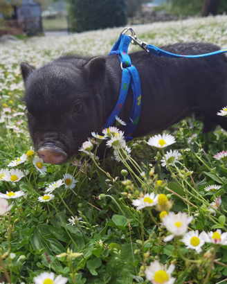 Maialini vietnamiti nani