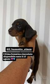 Bassotto