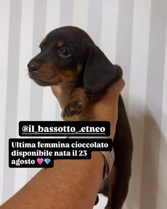 Bassotto
