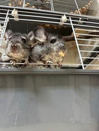 Cucciola di cincillà