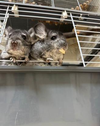 Cucciola di cincillà