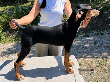 Segugio maremmano femmina con pedigree