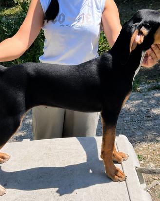 Segugio maremmano femmina con pedigree
