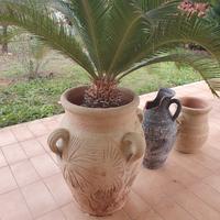 Cycas + vaso