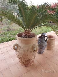 Cycas + vaso