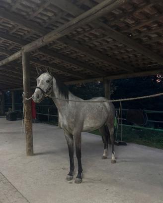 Puledra SI 4 anni