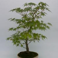 Bonsai di acero palmato