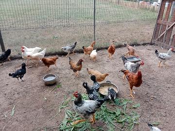 galline 