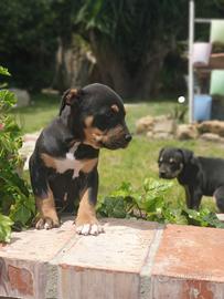 Pitbull tricolor