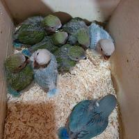 Inseparabili allevati a mano