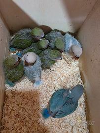 Inseparabili allevati a mano