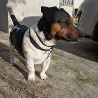 Cagnolina per fare accoppiare il mio Jack Russell