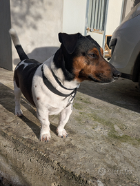 Cagnolina per fare accoppiare il mio Jack Russell