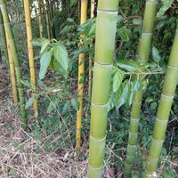 canne di bambù 