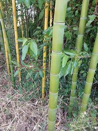 canne di bambù 