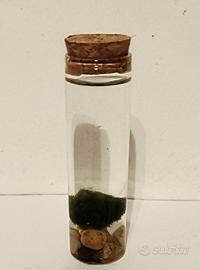 Mini acquario con algha marimo 
