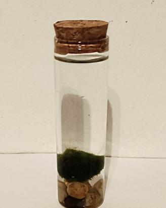 Mini acquario con algha marimo 