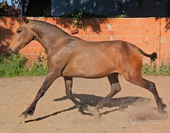 Cavalla Lusitana gravida