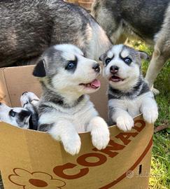 Cuccioli Siberian Husky