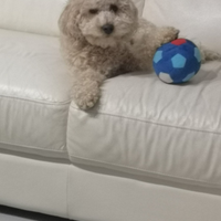 Barboncino nano per monta