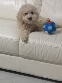 Barboncino nano per monta