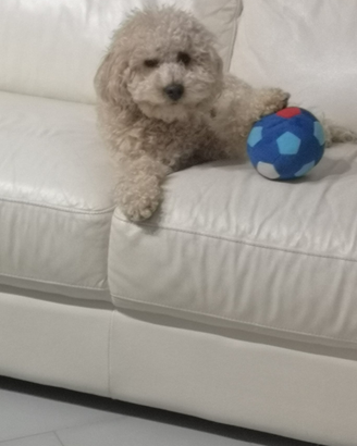 Barboncino nano per monta