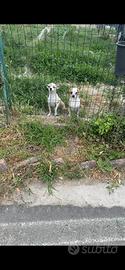 Cuccioli di chihuahua