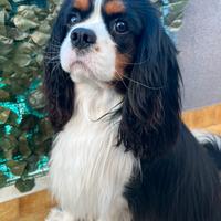 Cavalier king charles spaniel pedigree