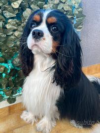 Cavalier king charles spaniel pedigree