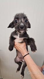 Tommaso Yorkshire/Pinscher Mix in Canile