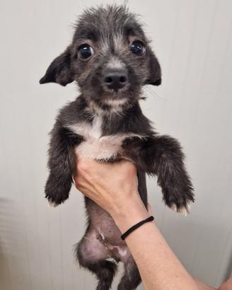 Tommaso Yorkshire/Pinscher Mix in Canile