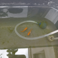 Medaka RED KING zona Abruzzo