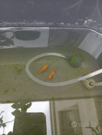 Medaka RED KING zona Abruzzo