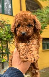 Cuccioli barboncino Toy