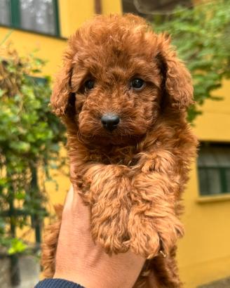 Cuccioli barboncino Toy
