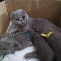 Scottish fold