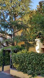 Borgo Roma - camera singola - solo studentesse