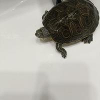 Tartaruga D'acqua Dolce