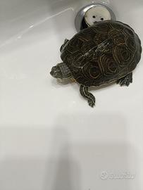 Tartaruga D'acqua Dolce