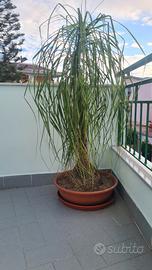 BEAUCARNEA