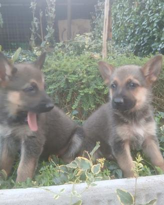 Pastore tedesco cuccioli