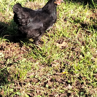 Gallina nana ovaiola