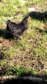 Gallina nana ovaiola